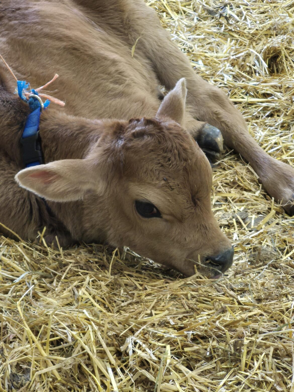 beautiful Jersey calf