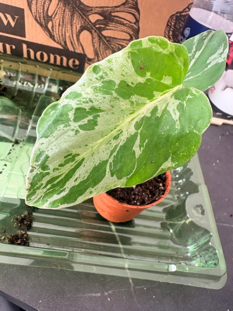 monstera deliciosa “bulbasaur”