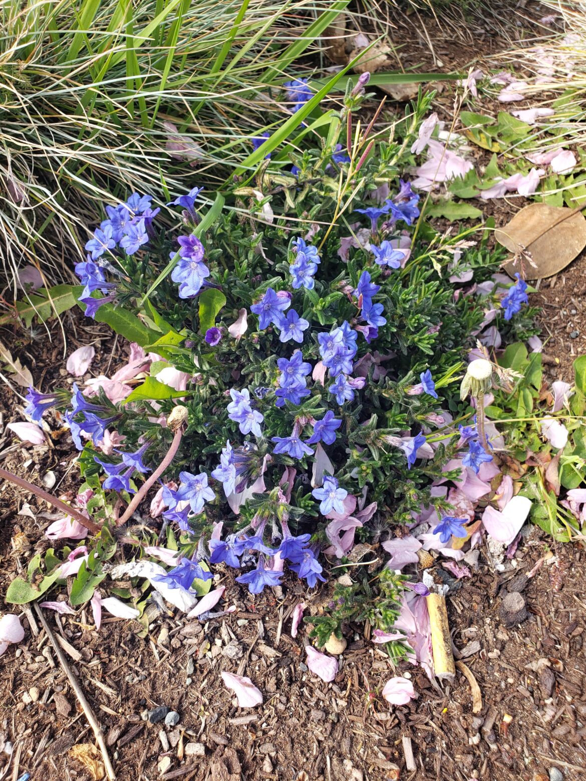 Girlfriend loves these flowers, but I don't know what they are, can anyone help identify them?