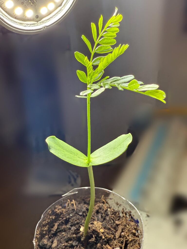 update on my baby honey locust!