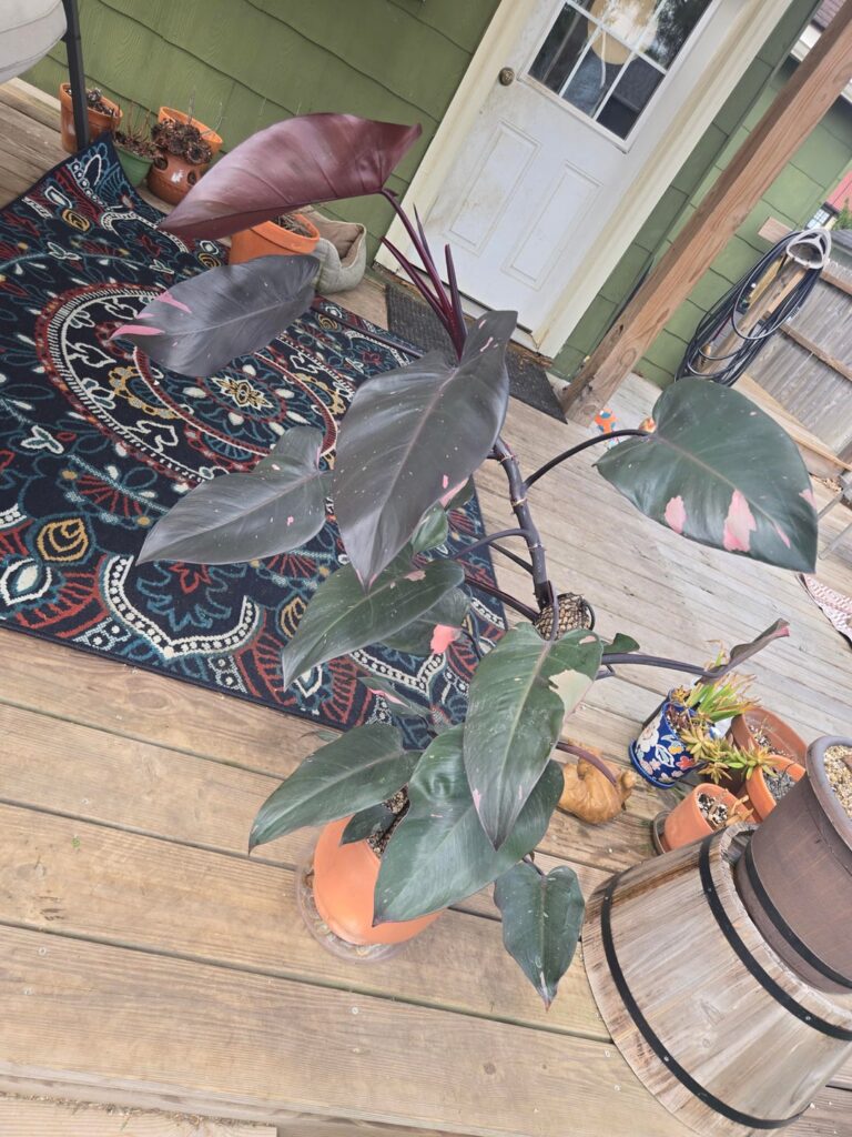 My big ol girl has mealybugs 😠My big ol girl has mealybugs ðŸ˜
