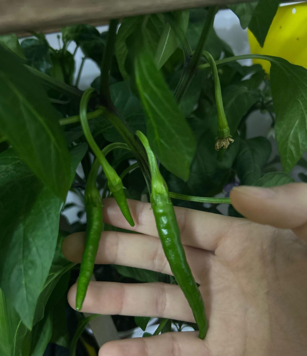 My very first peppers!