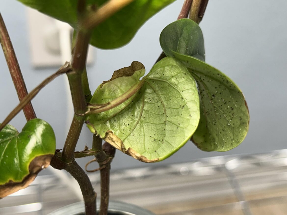 Is this normal for piper betel vine