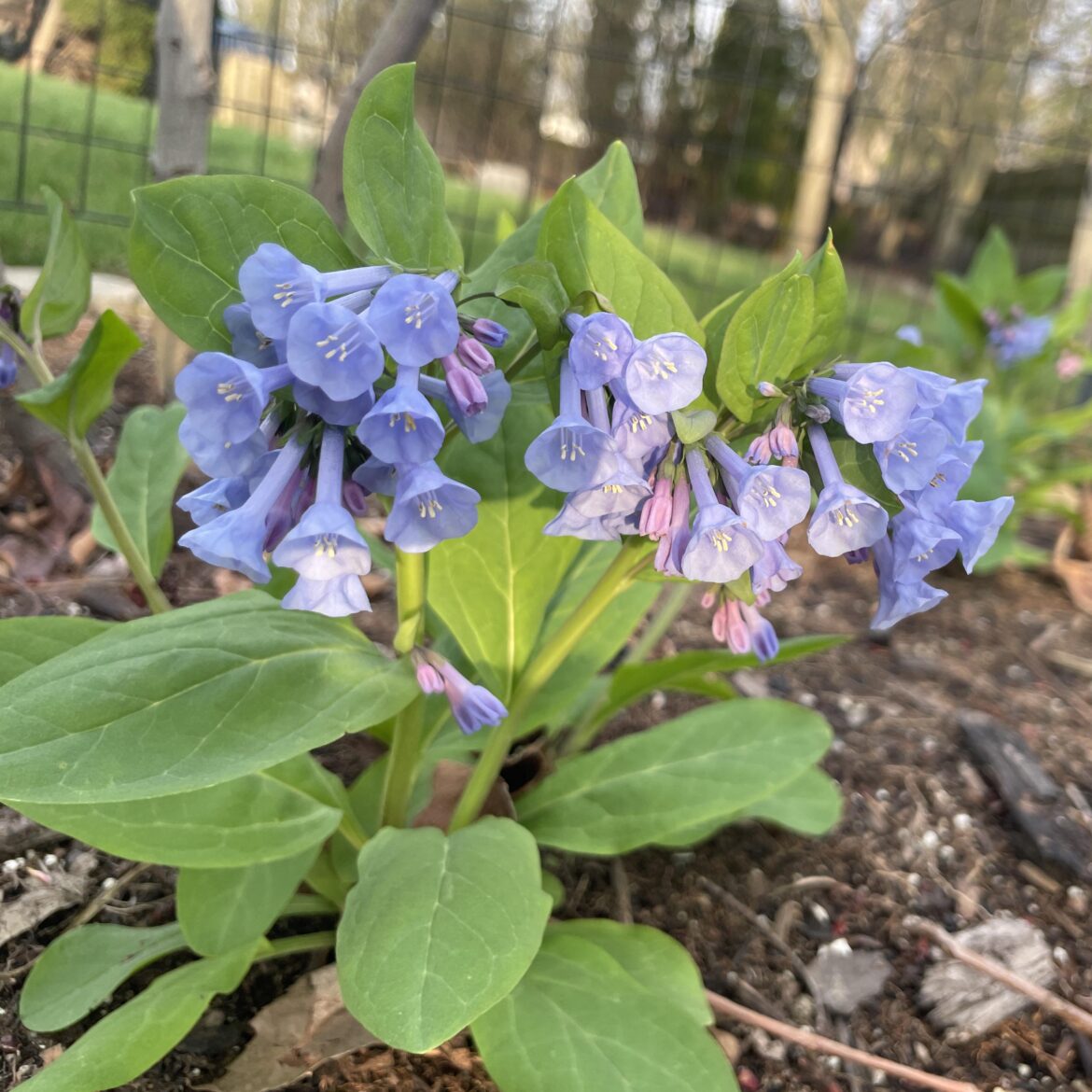 Second year bare root bluebells are finally popping off!