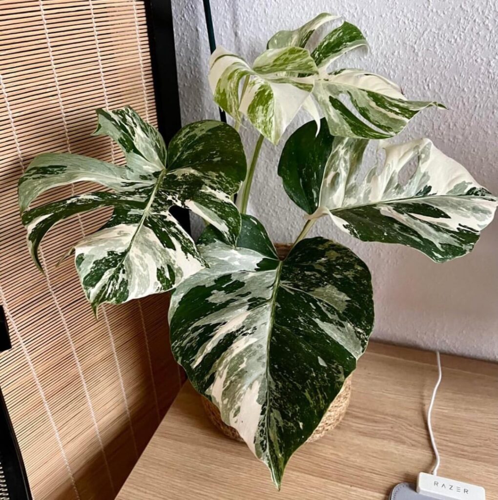 How it started vs How it’s going