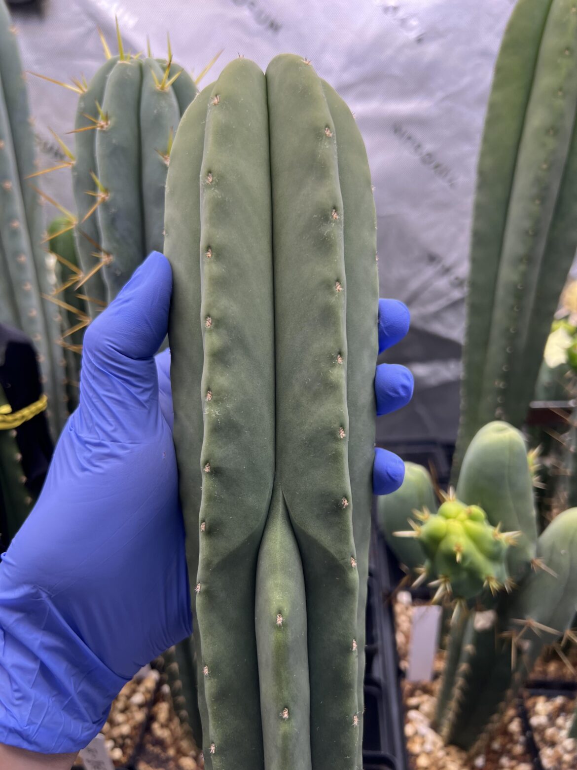 Love me a good short spined scop!