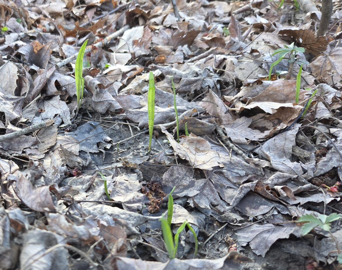 Results of direct sowing wild Ramp seeds right after collection two summers ago