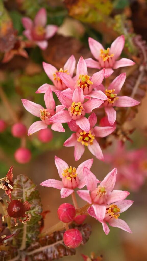 Flowering Boswellia nana