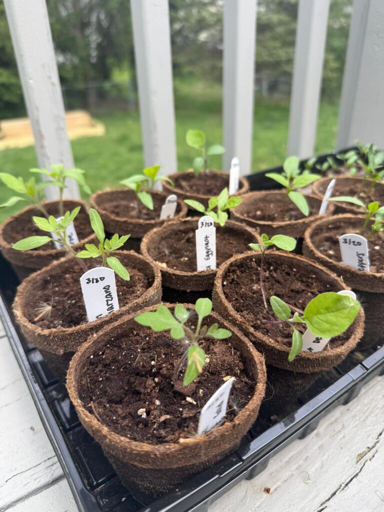 Seedling update!