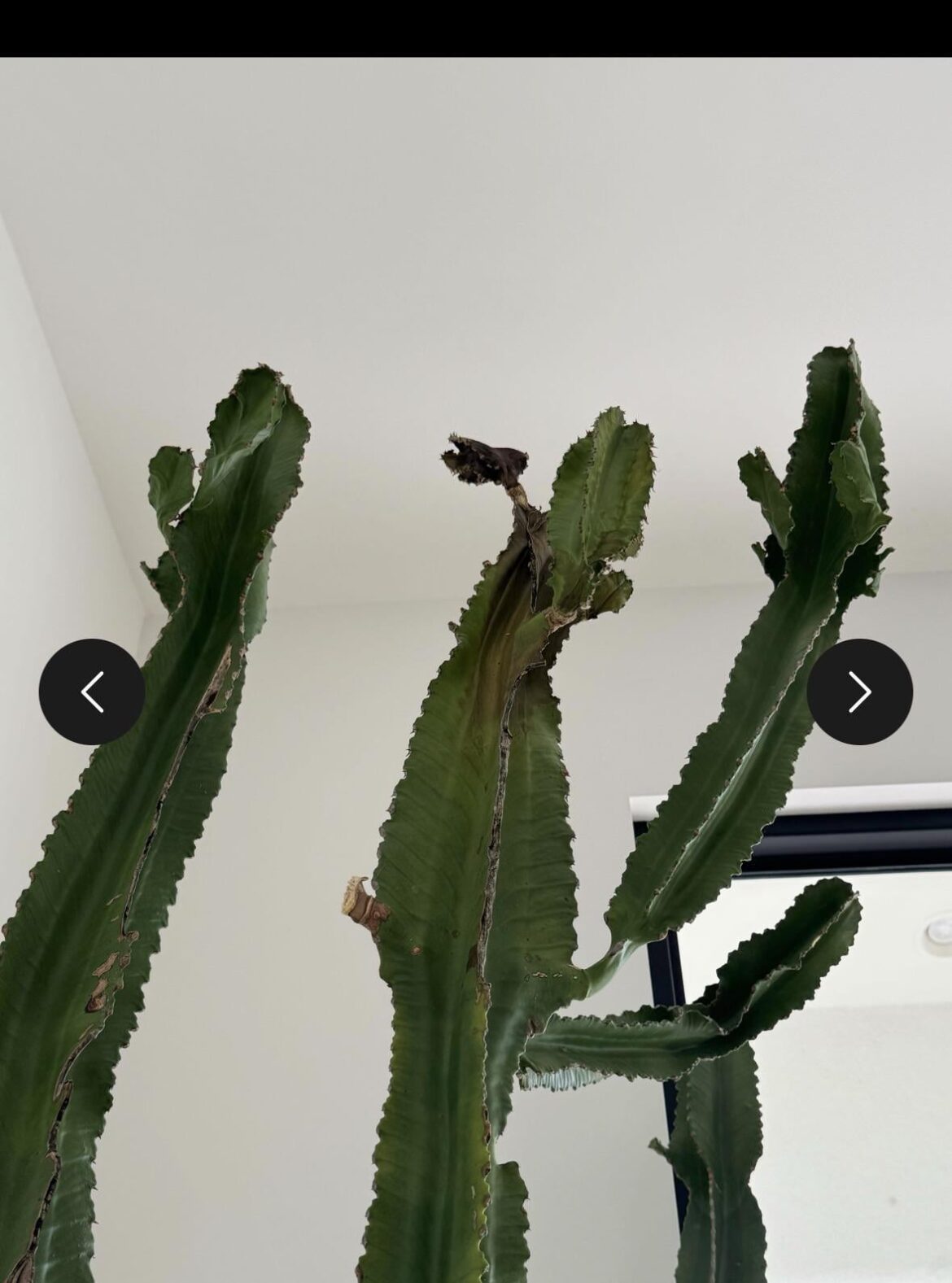 Euphorbia browning at the top?