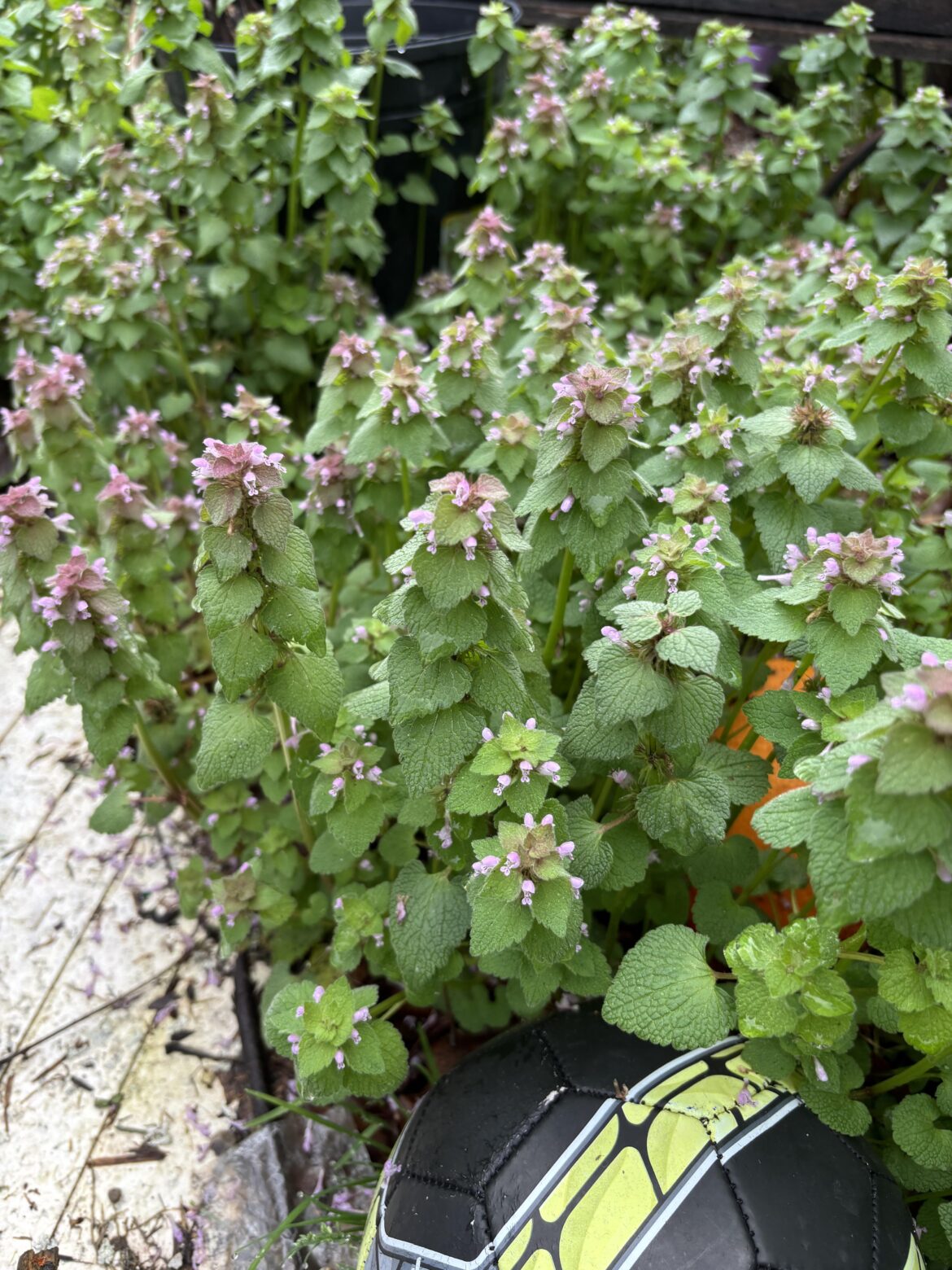 Is this red deadnettle?