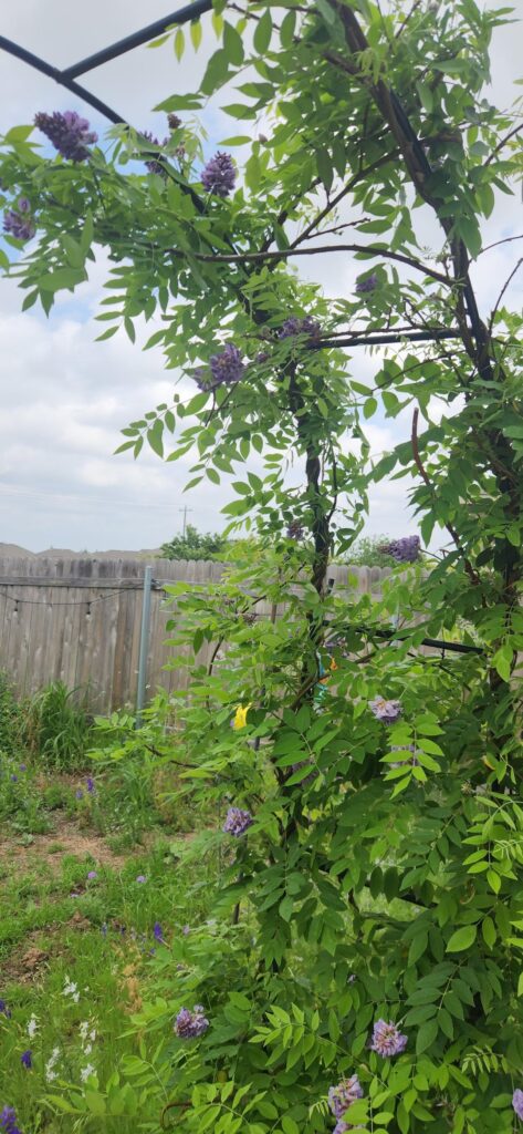 My Wisteria is popping off!