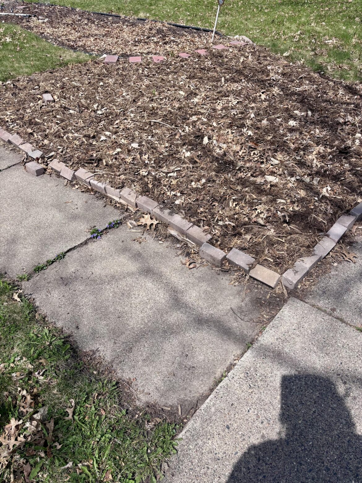 How do you edge your beds along sidewalks?