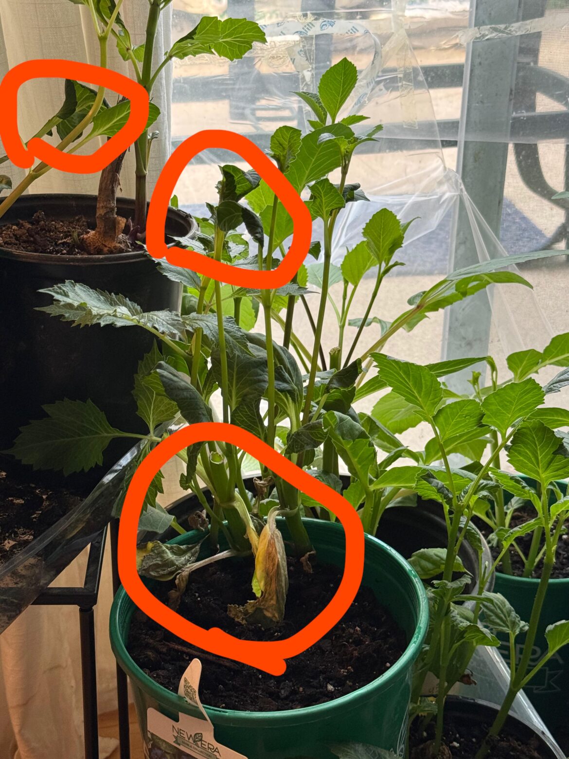 What are my leaves telling me?