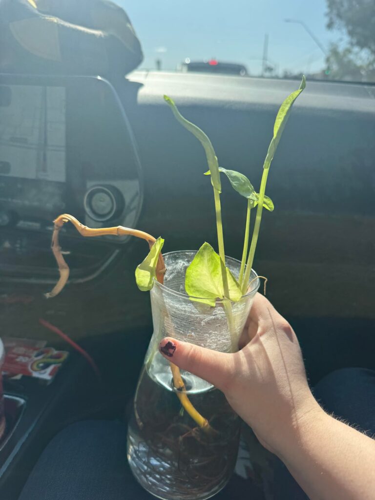 What plant is this