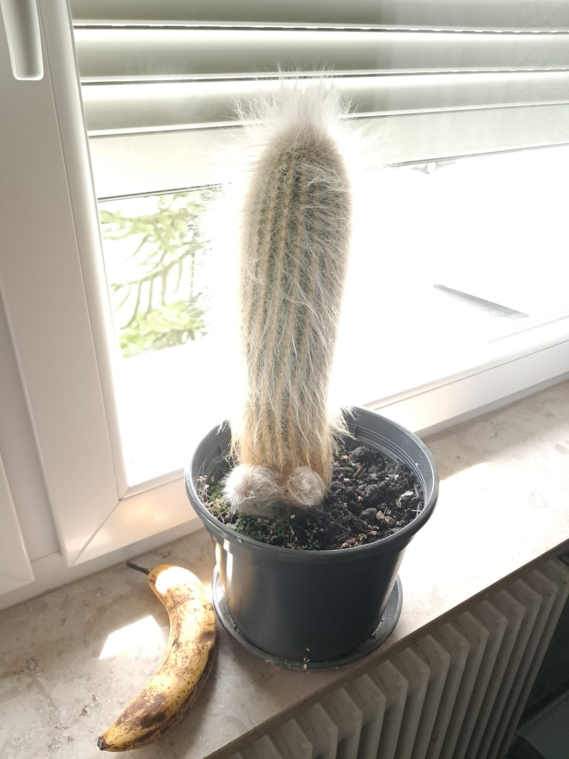His testicle are different sizes. Should I be worried?