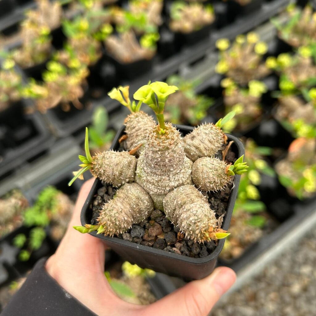Euphorbia parvimedusae