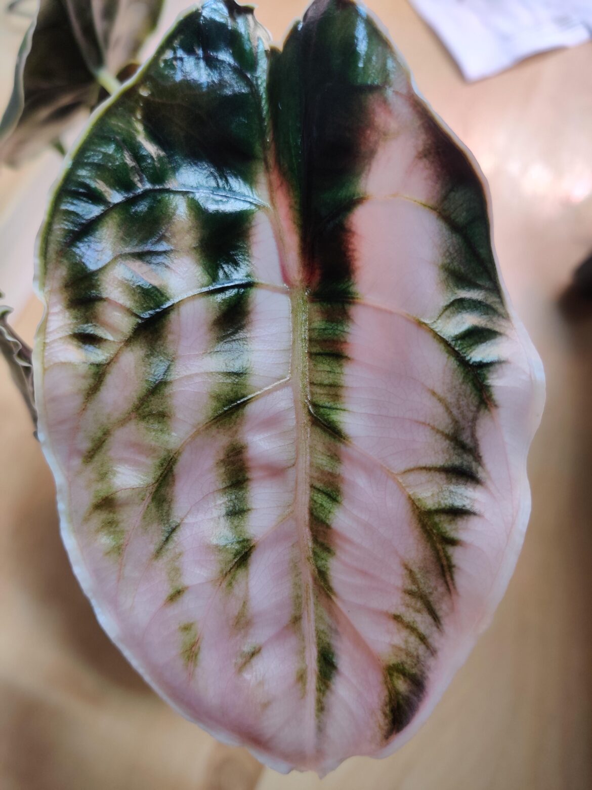 My odd A. azlanii