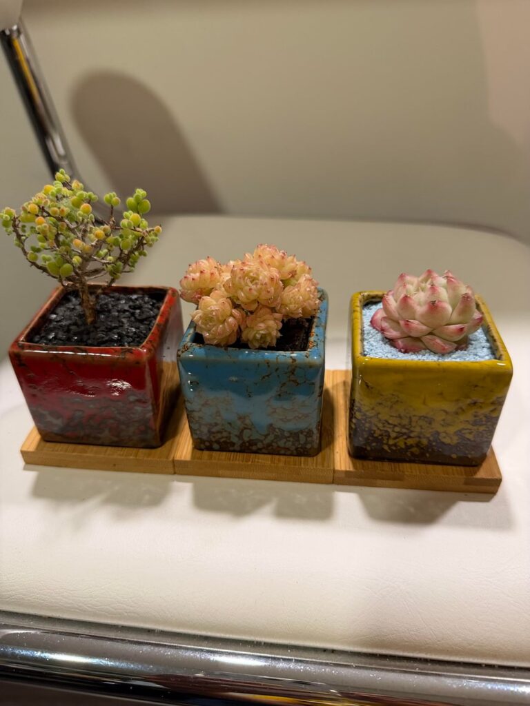 New plants potted