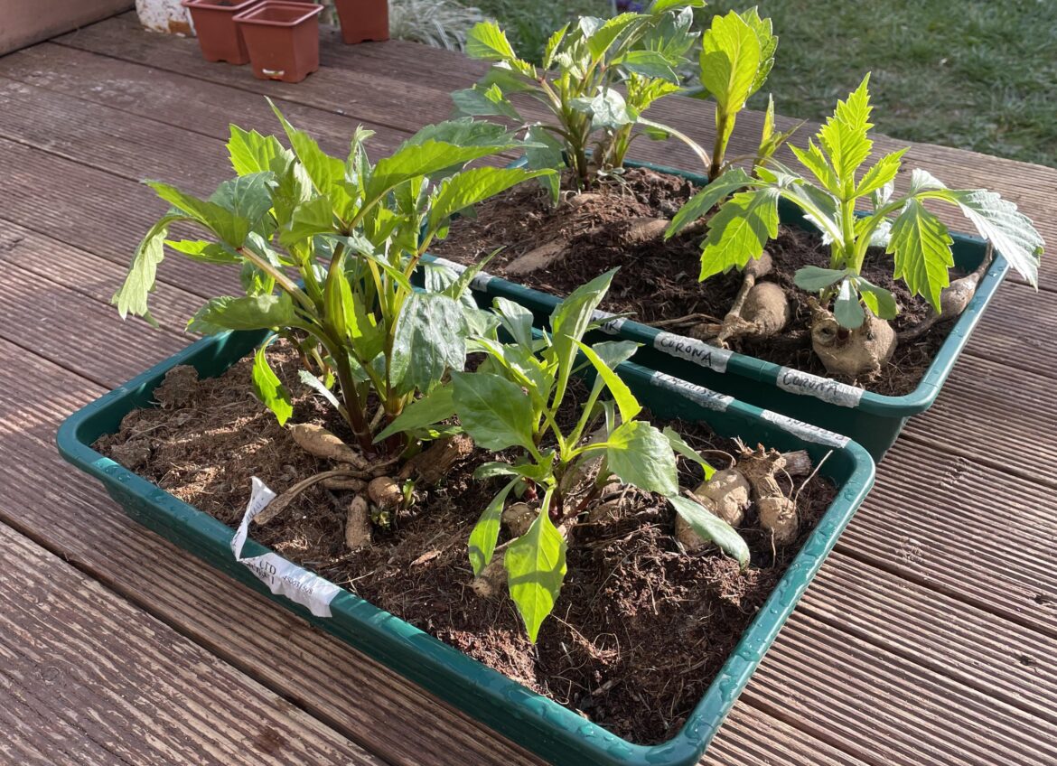 Time to plant these out?