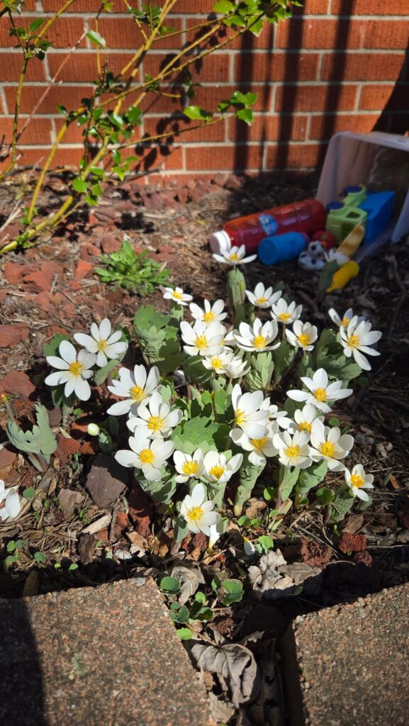 Suburban Bloodroot