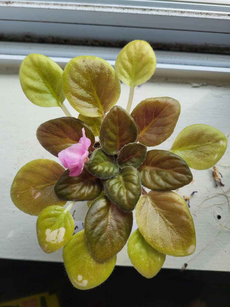 Should I trim the pale and discolored older leaves? (Hunter’s Vertigo) Should I trim the pale and discolored older leaves? (Hunter's Vertigo)