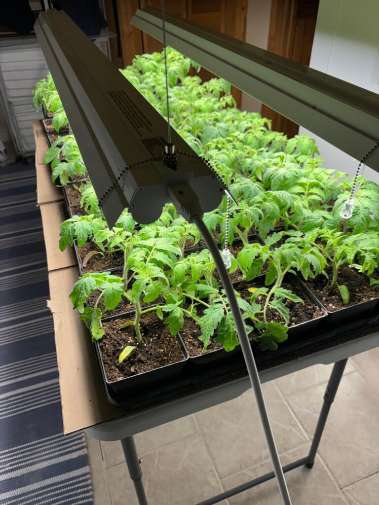 Tomato leafs are wilting.