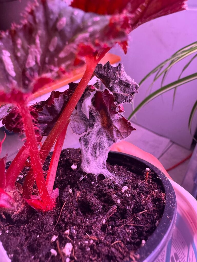 Please help! Fungus attacking my begonias