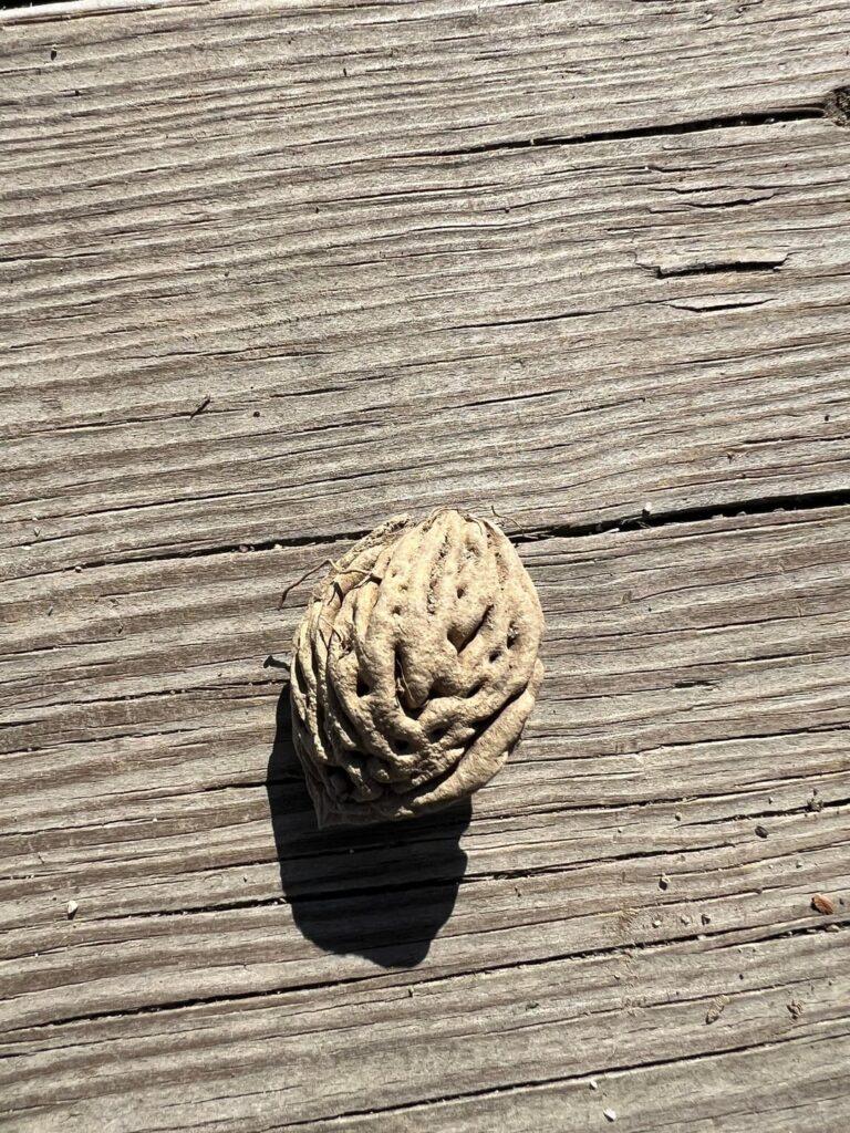 This isn’t a plant, but hoping someone may be able to identify regardless.