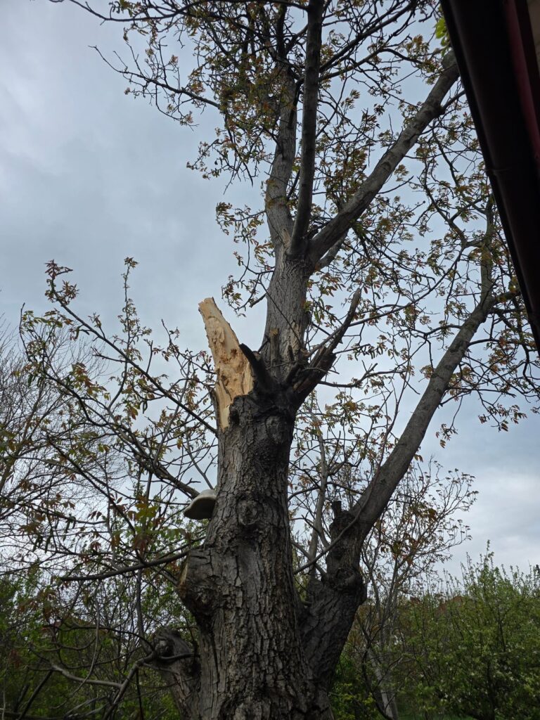 Is this walnut saveable? Is this walnut saveable?