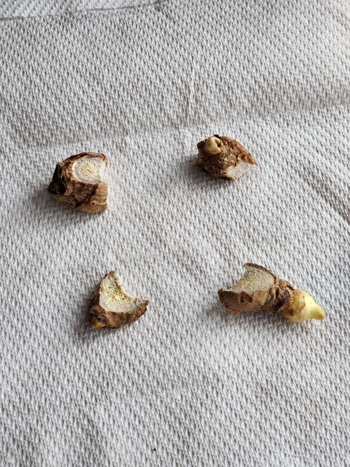 Did I cut the rhizomes too small? Did I cut the rhizomes too small?