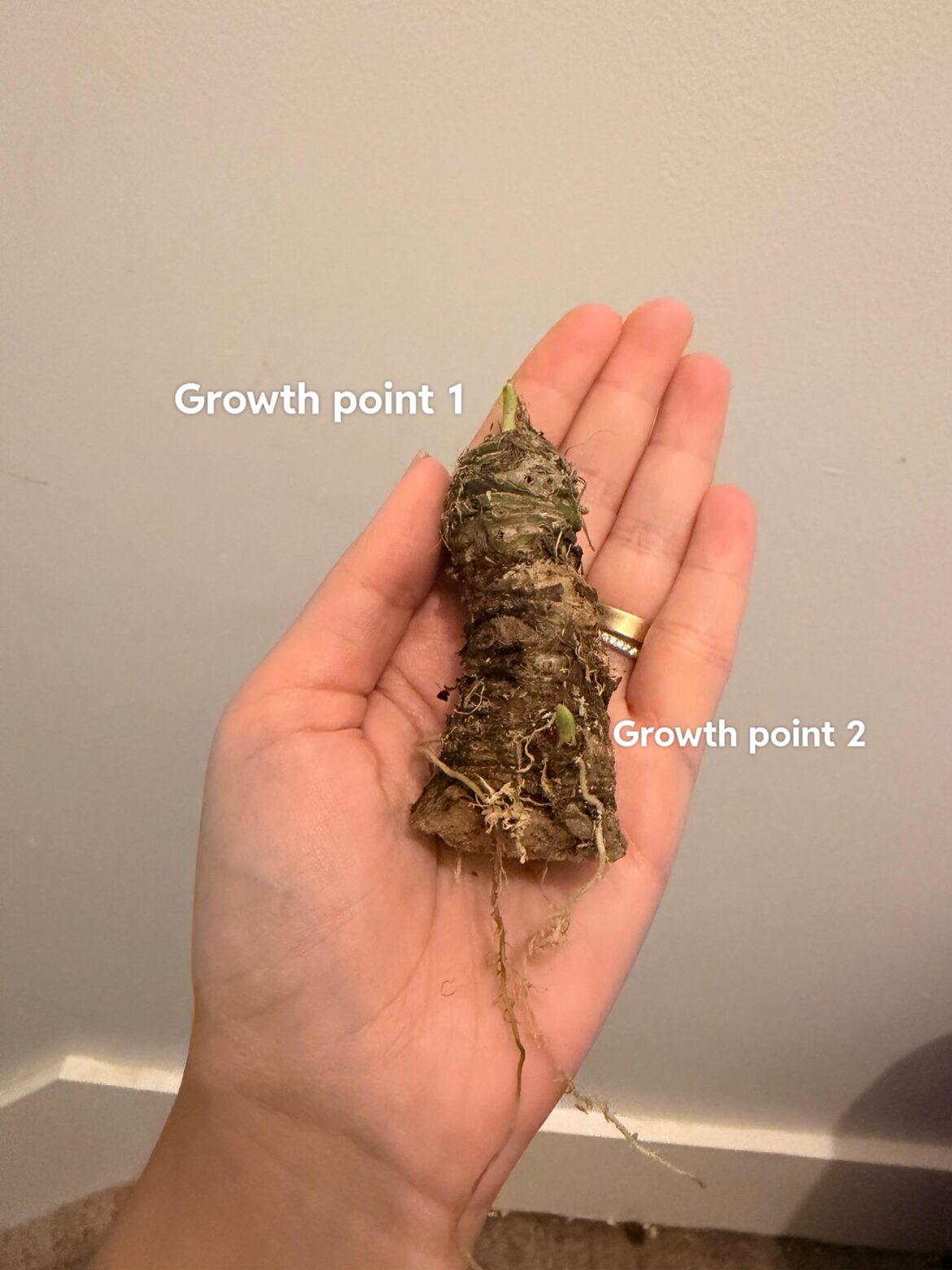 Root as a whole one chonk or chop? Root as a whole one chonk or chop?