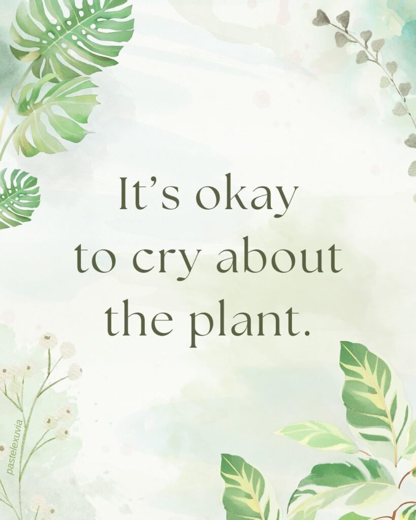 emotional support for my druid babes
