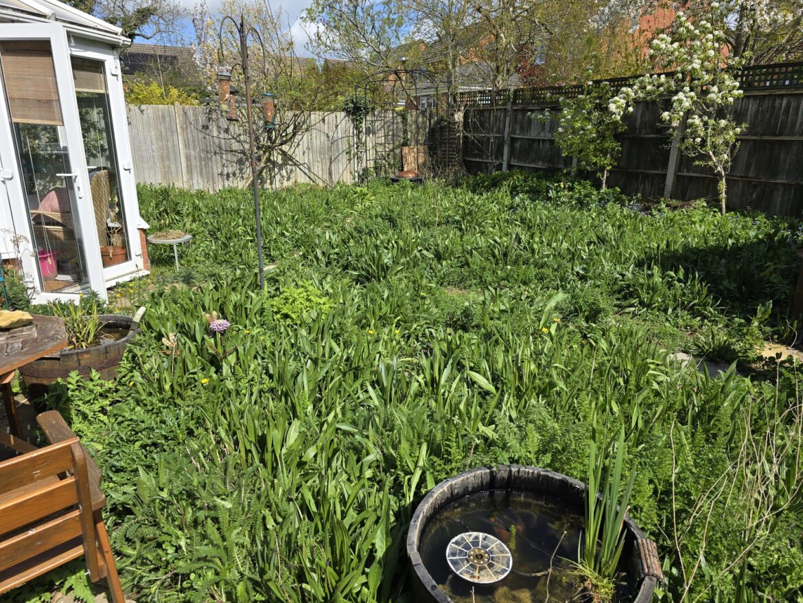 UK back garden – anything concerning? UK back garden - anything concerning?