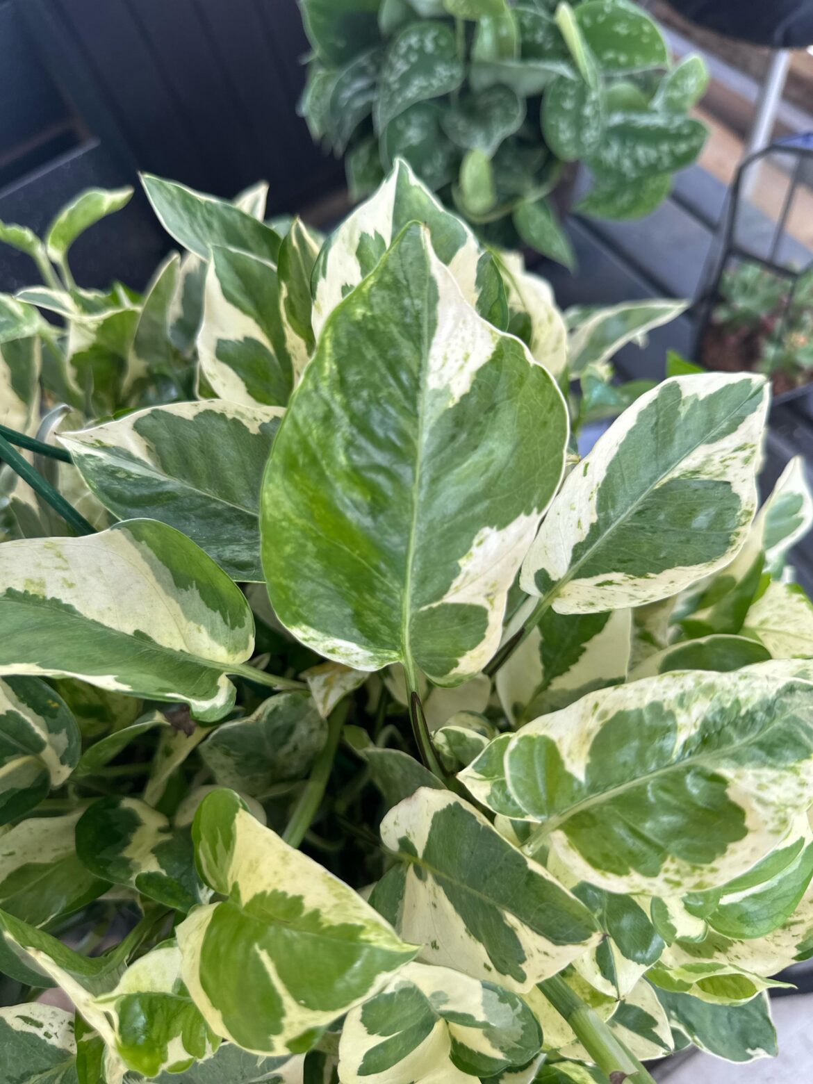 ID?