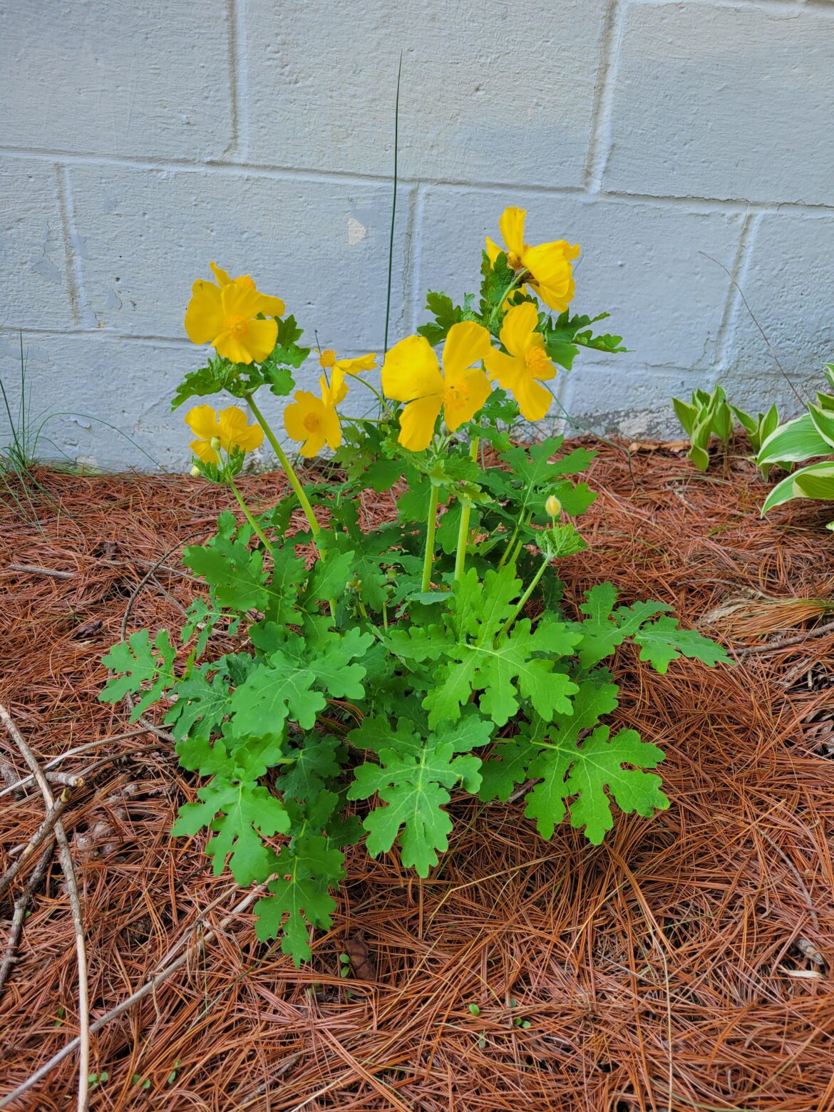 Celandine poppy