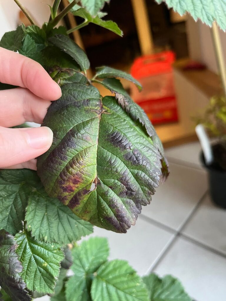 Blackberries just arrived a week ago; look sick and getting sicker. Advice? Blackberries just arrived a week ago; look sick and getting sicker. Advice?