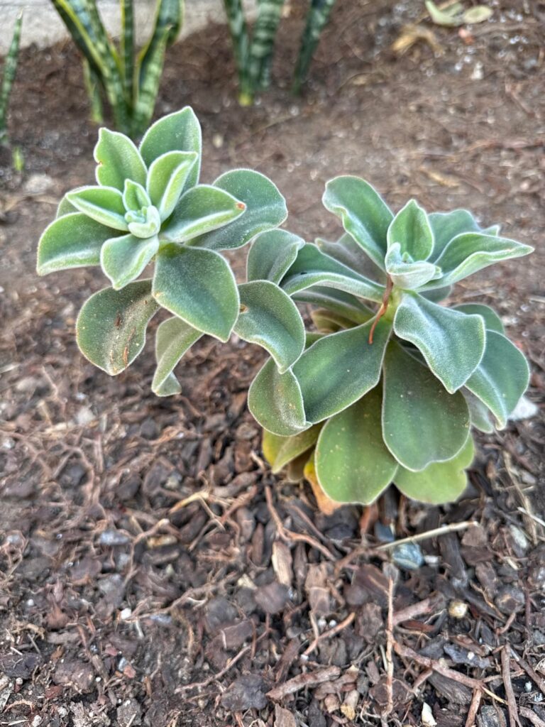 Is this an E. pulvinata?