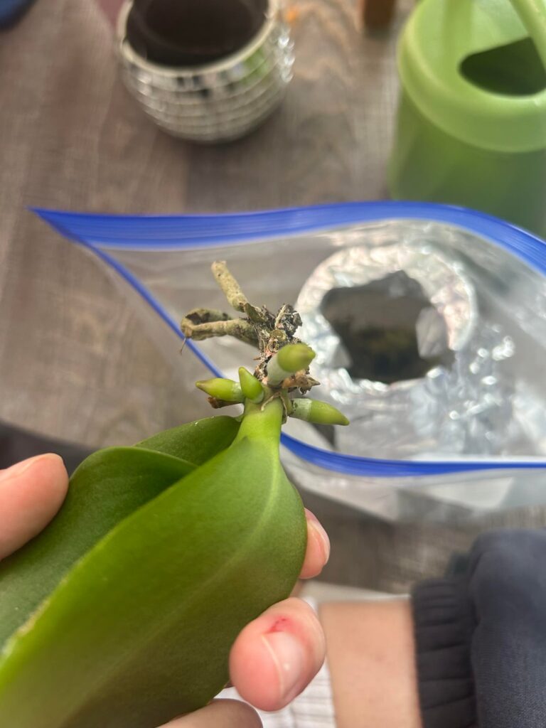I needed roots FAST