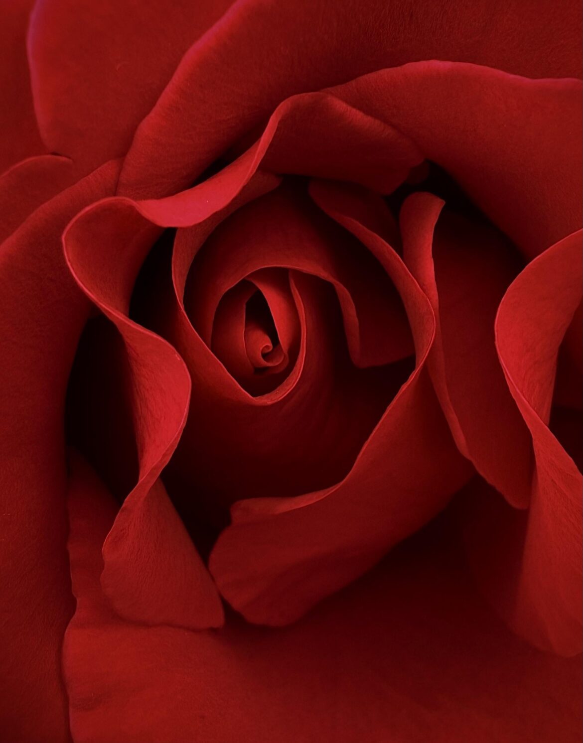 Rose unfurling