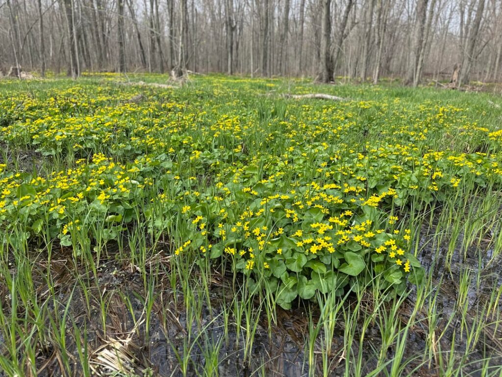 Marsh marigold as far as the eye can see