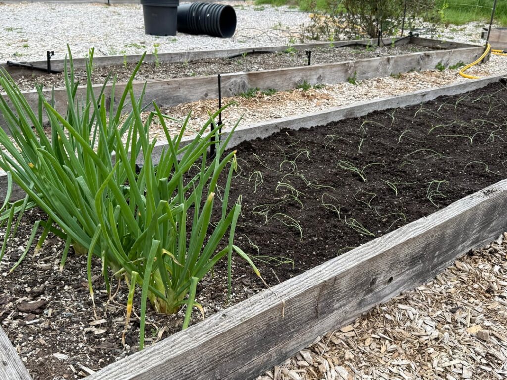 Planting out Onion Starts