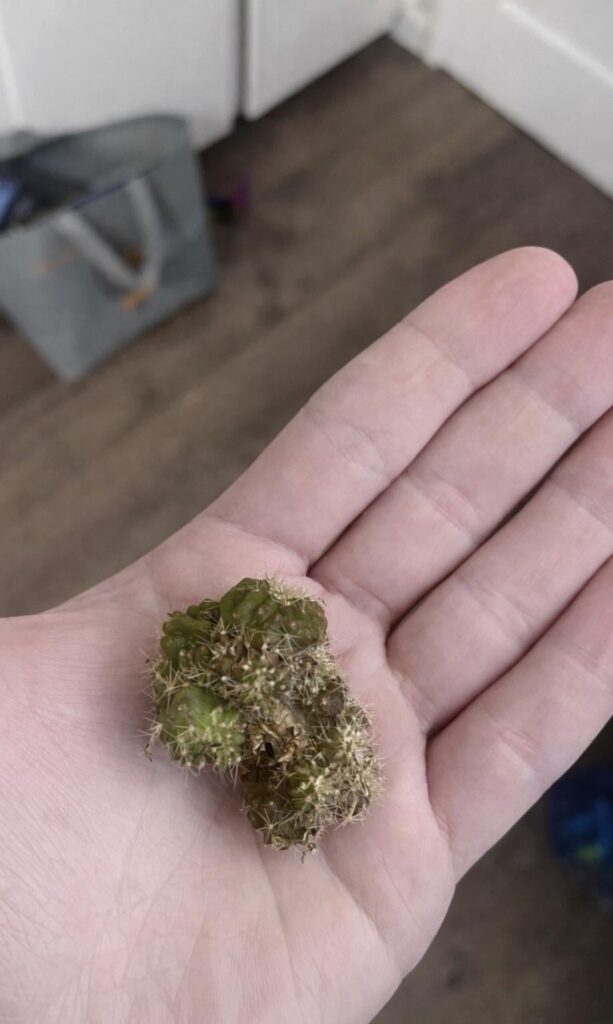 Happy 420 ya’ll!