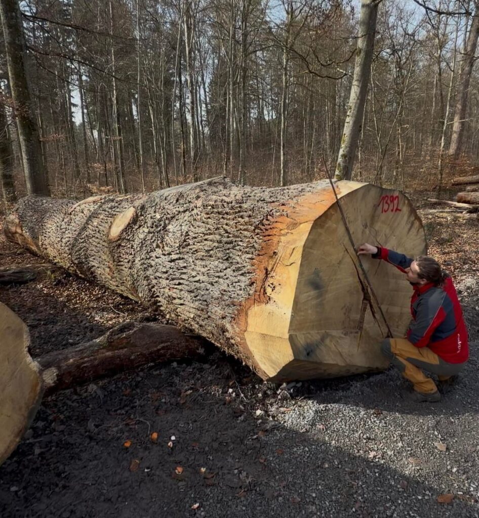 We bought a 19 ton oak. Can’t wait to cut it into woodslabs