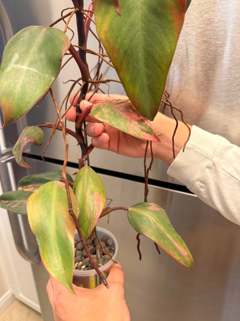 what do i do with this strawberry shake?