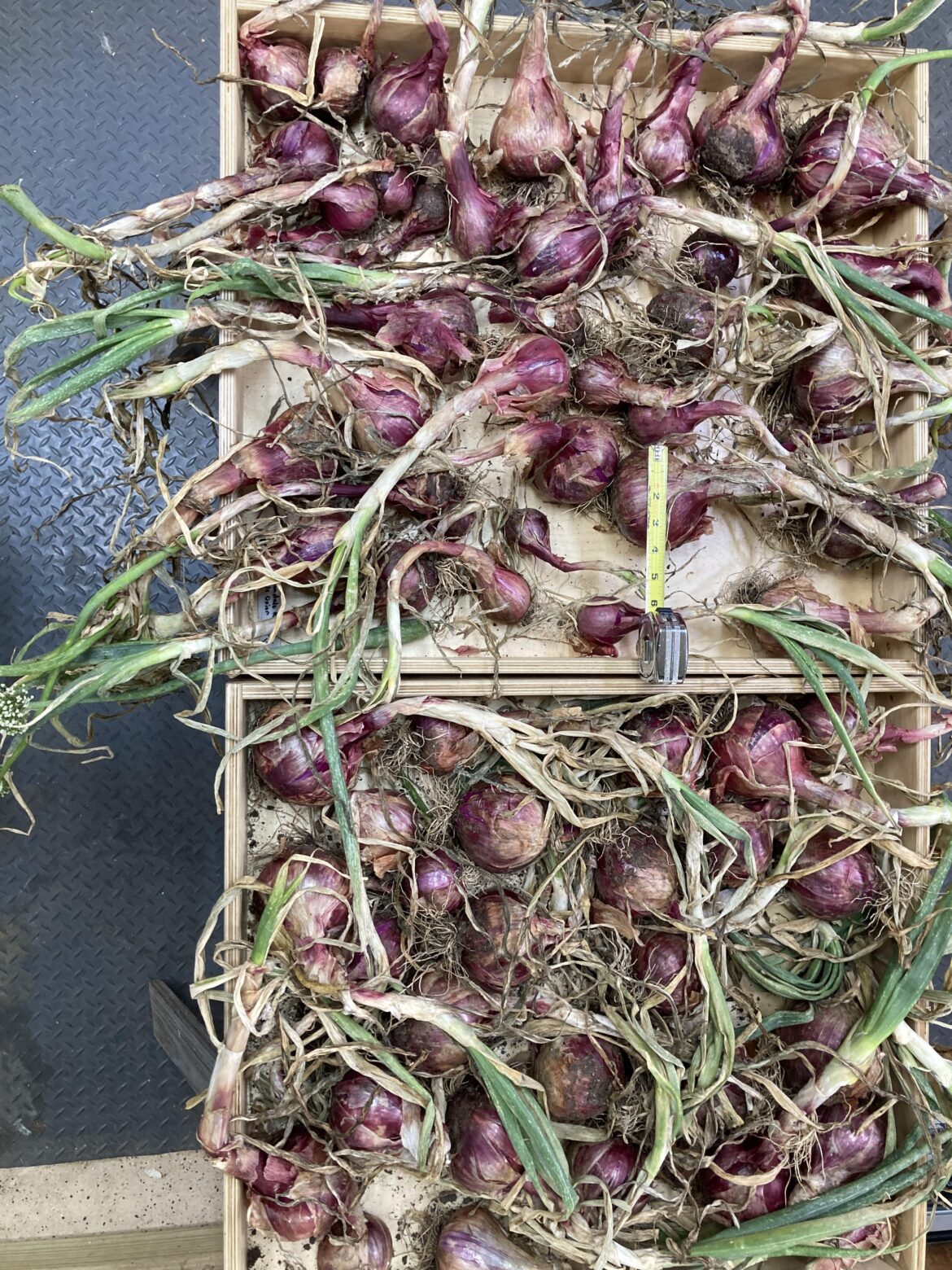 Red onions
