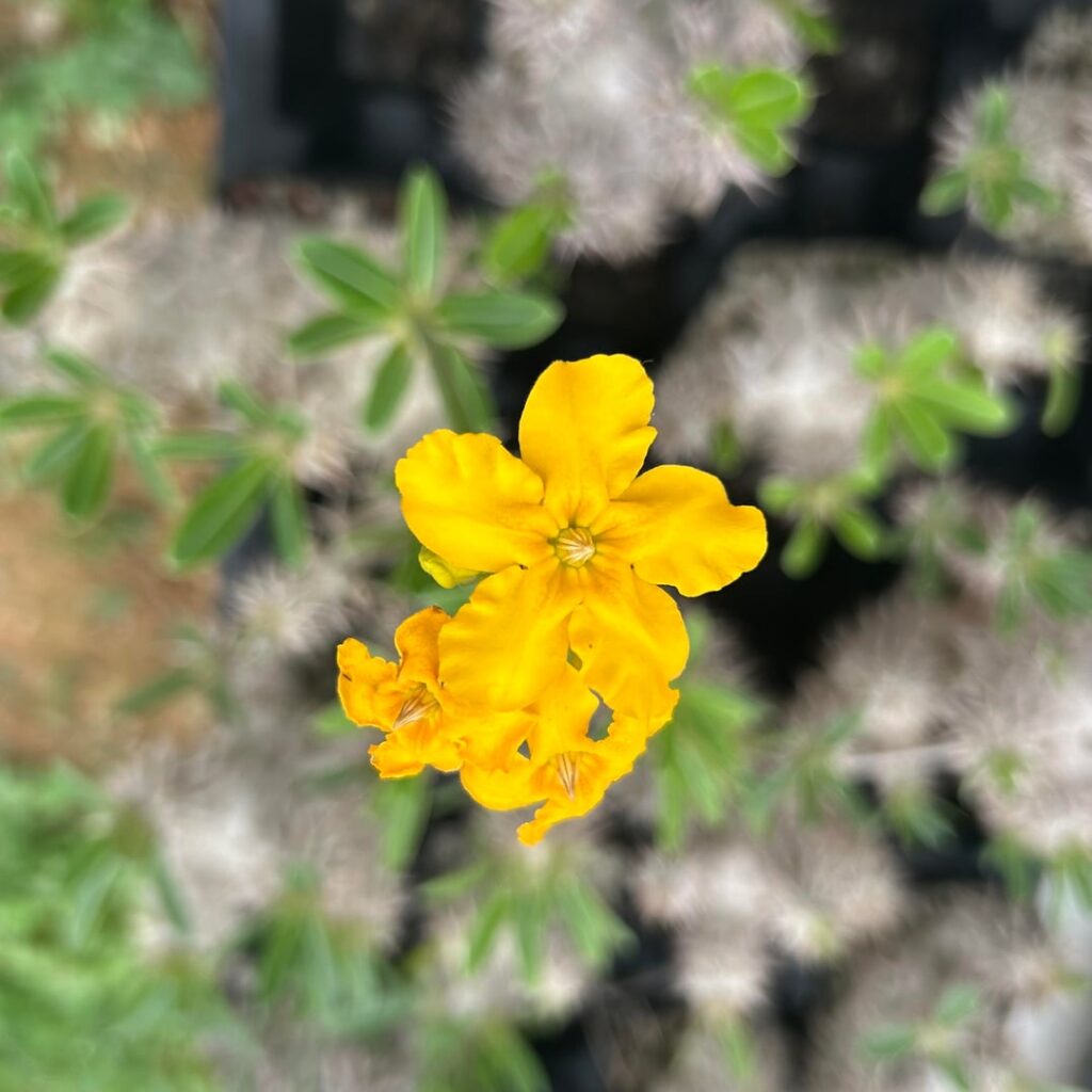 Pachypodium densiflorum