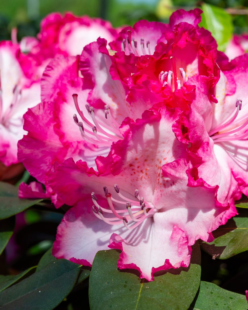a tough evergreen shrub with very large flower heads in white, edged with deep pink.