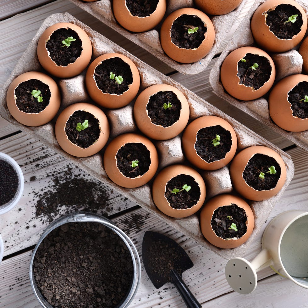 Green sprout growing out from soil in eggshells on table in the garden