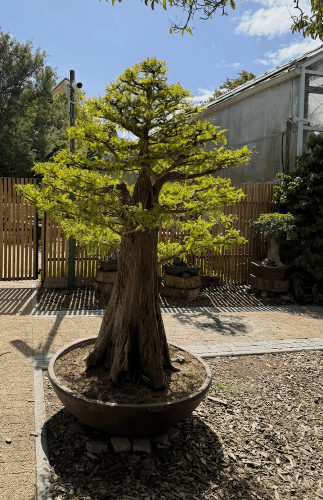 Large tree from Cape Town